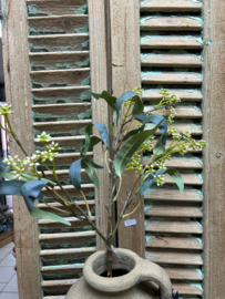 Bes Eucalipthus