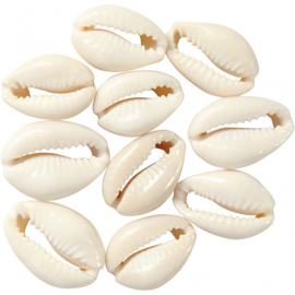 Kauri schelpjes gebleekt small 14 - 17mm