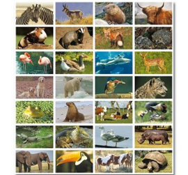 Stickervel Dieren (stammetjes serie 41)