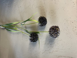 Toef - Sierui / 3 Allium Bollen  - Zwart Paars