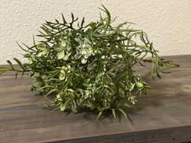 brassica groen/wit