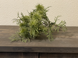 castanea groen