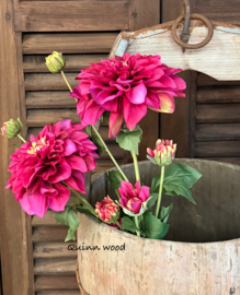 Sylxz Dahlia Grande Fuchsia