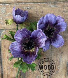 Brynxz annemoon purple