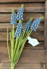 Sylxz druifjes blauw