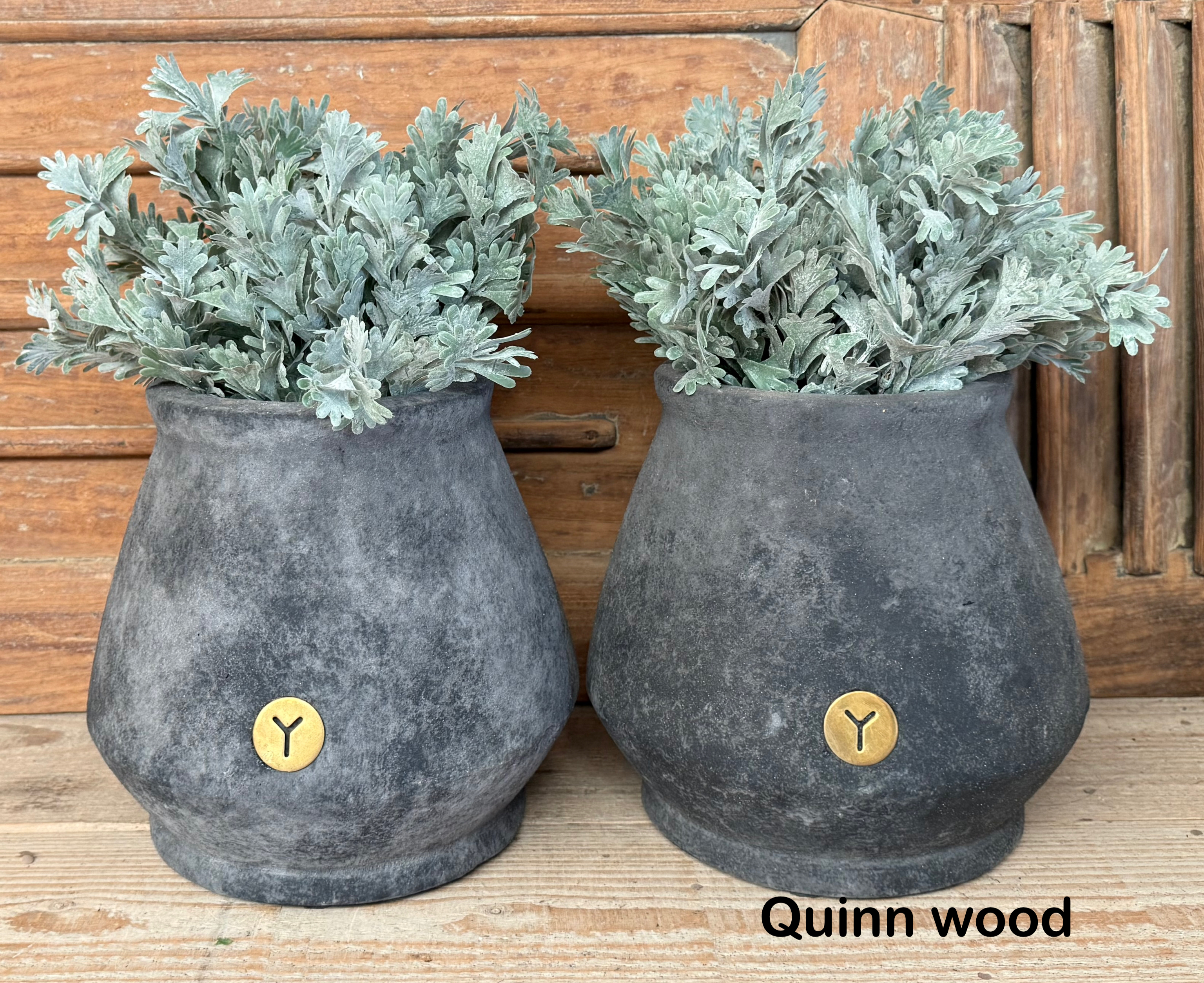 Brynxz senecio bush grey