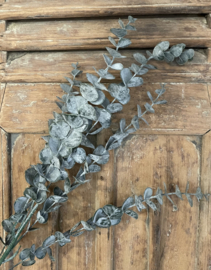 Brynxz eucalyptus