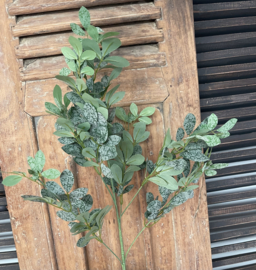 Brynxz ekianthus leaf