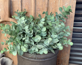 Brynxz eucalyptus bush
