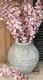 Brynxz oncidium pink