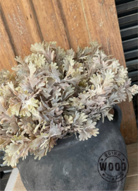 Brynxz senecio bush bronze