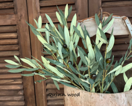 Sylxz Olive Stem Fructus Green