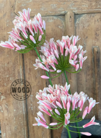 Brynxz agapanthus pink
