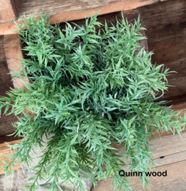 Rozemarijn bush groen