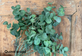 Brynxz eucalyptus bush