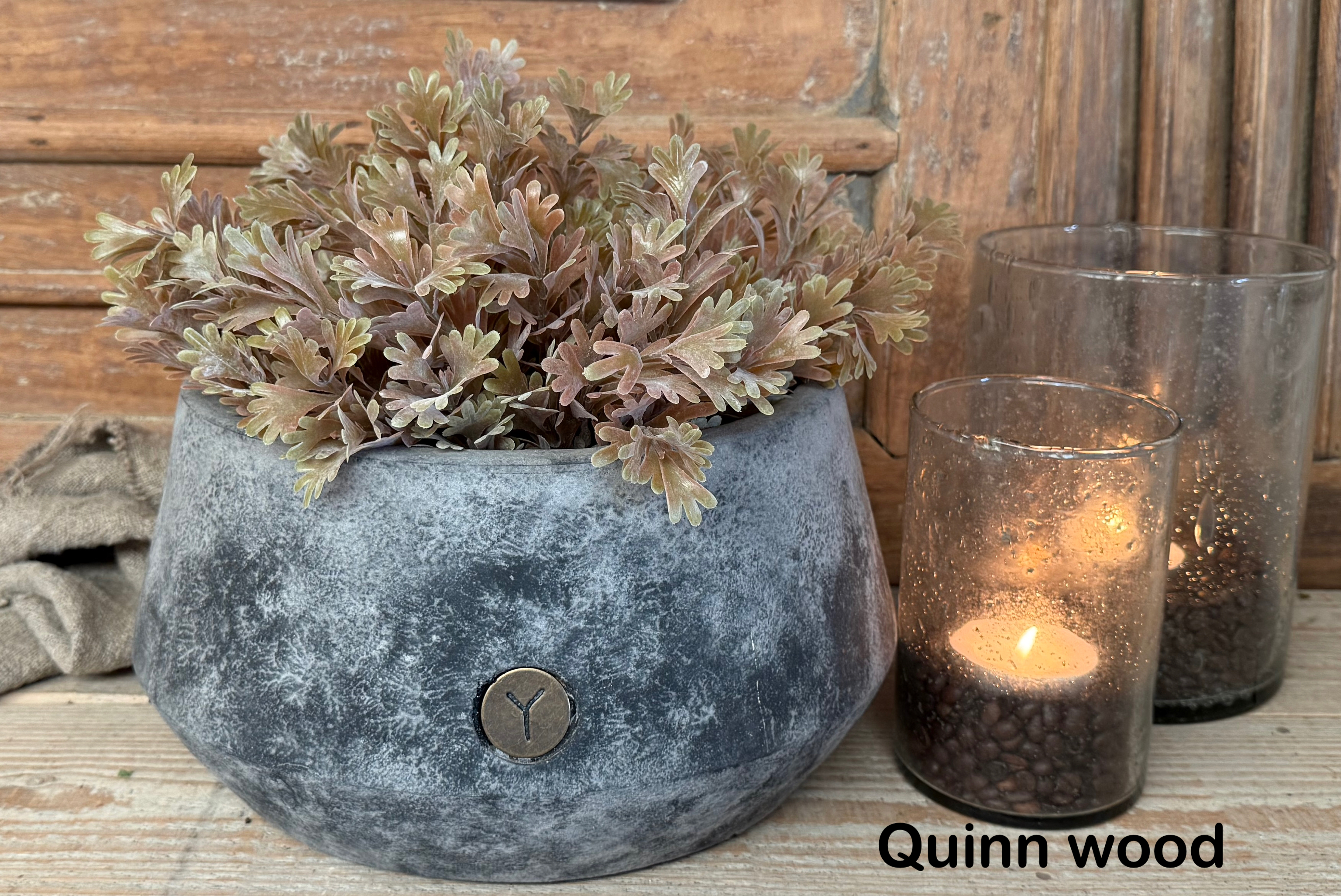 Brynxz senecio bush bronze