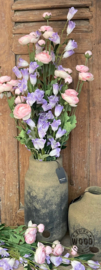 Brynxz campanulla blue
