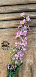 Brynxz delphinium pink