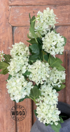 Brynxz viburnum light green