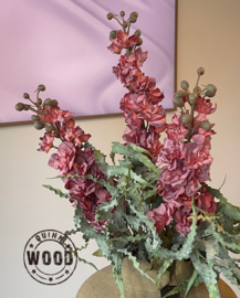 Brynxz delphinium pink