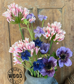 Brynxz agapanthus pink