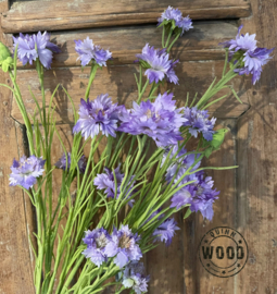 Brynxz cornflower purple