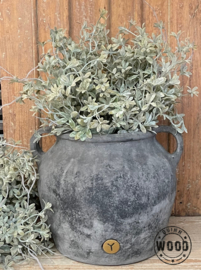 Brynxz myosotis bush