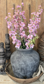 Brynxz delphinium pink