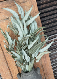 Brynxz mango leaf