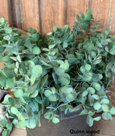 Brynxz eucalyptus bush