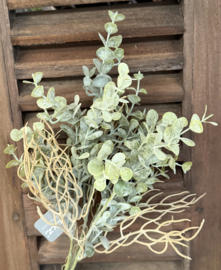 Sylxz bush eucalyptes ancient grey