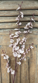 Brynxz oncidium pink
