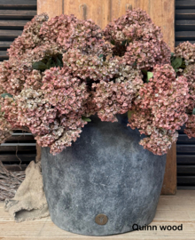 Brynxz hydrangea brown
