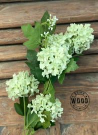Brynxz viburnum light green