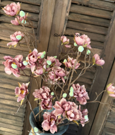 Sylxz azalea burgundy