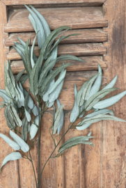Brynxz mango leaf