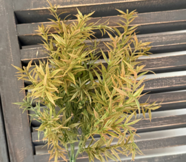 Rozemarijn bush brons