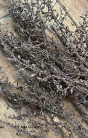 Corokia tak