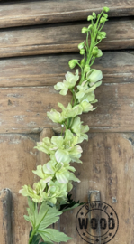 Brynxz delphinium light green