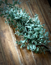 Brynxz lonicera grey