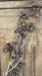 Alnus Grande Brown 92cm