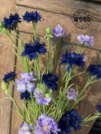 Brynxz cornflower purple