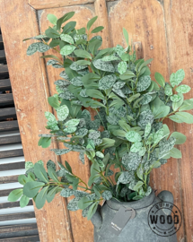 Brynxz ekianthus leaf
