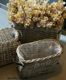 Brynxz senecio bush bronze