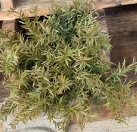 Rozemarijn bush brons