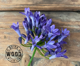 Brynxz agapanthus dark blue