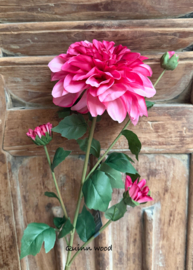 Sylxz Dahlia Grande Pink