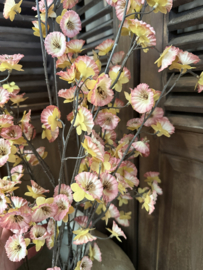 Sylxz Cornus carved grande pink