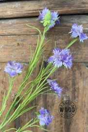 Brynxz cornflower purple