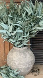 Brynxz mango leaf